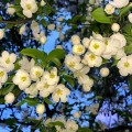 jiabin